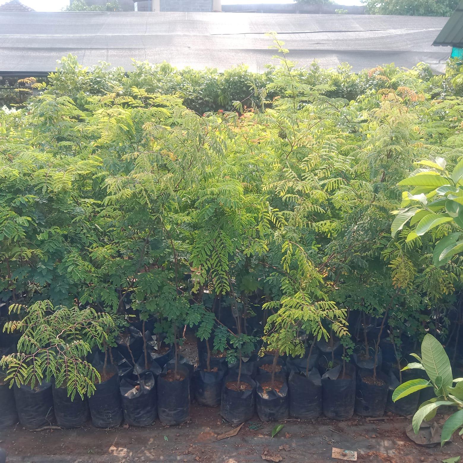 🌳 ഡിവി-ഡിവി ഷേഡ് ട്രീ (Divi-Divi Tree)