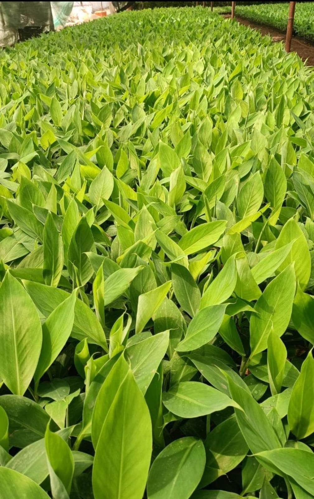 കേരളത്തിലെ G9 (Grand Naine) വാഴകൃഷി 🍌🌴
