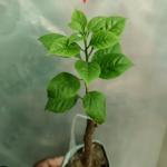 Buttercup  - Bougainvillea