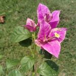Buttercup  - Bougainvillea